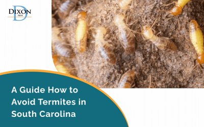 A Guide How to Avoid Termites in South Carolina