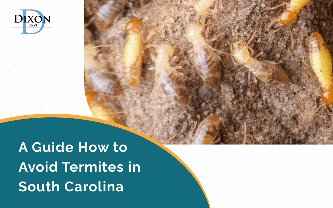 Termite Control