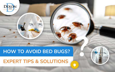 How to avoid Bed Bugs? Expert Tips and Solutions