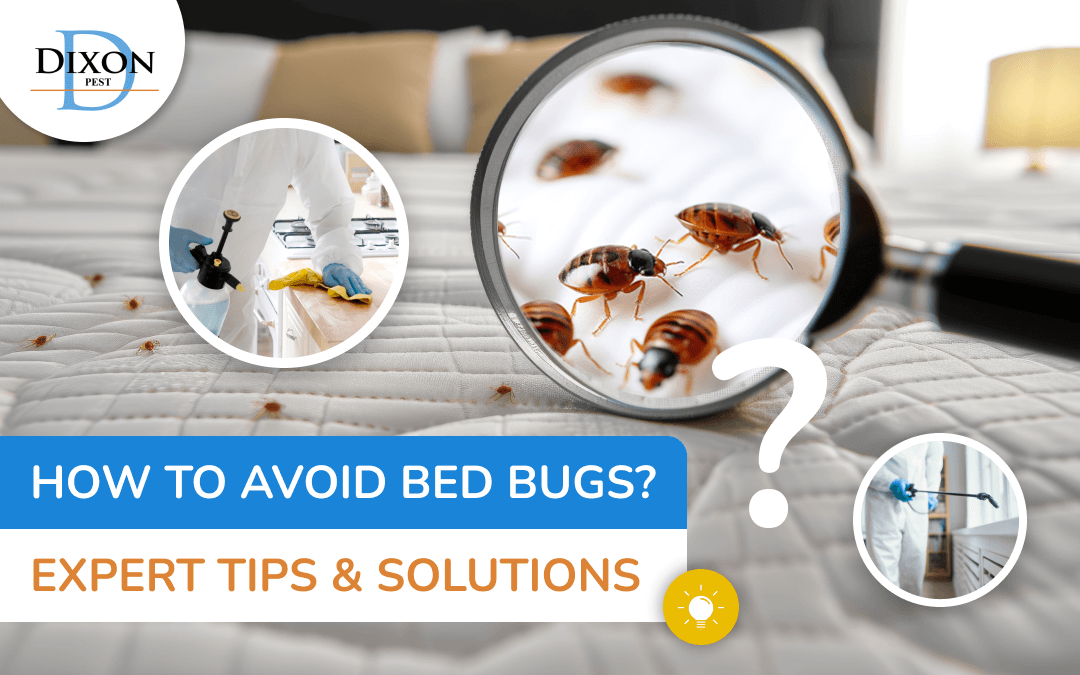 Bed Bugs