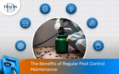 The Benefits of Regular Pest Control Maintenance