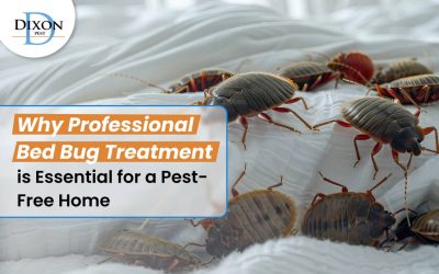 Why Professional Bed Bug Treatment is Essential for a Pest-Free Home