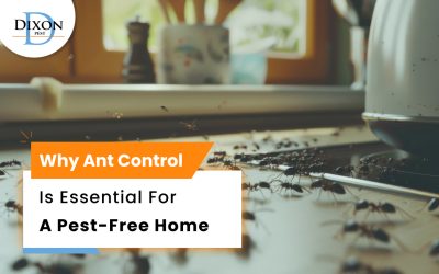 Why Ant Control Is Essential for a Pest-Free Home