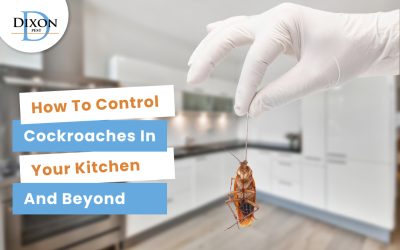 How to Control Cockroaches in Your Kitchen and Beyond