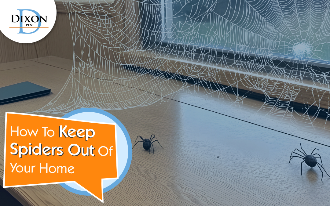 How to Keep Spiders out of your home