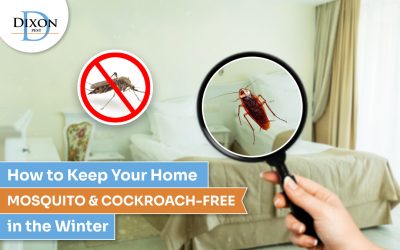 How to Keep Your Home Mosquito & Cockroach-Free in the Winter