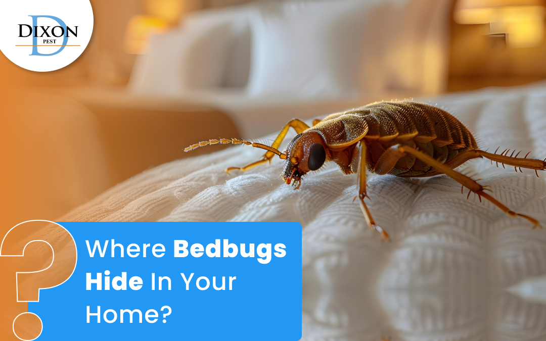 Where Bedbugs Hide in Your Home?