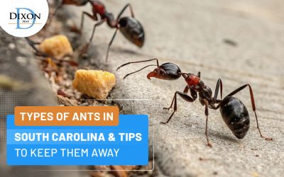 Types Of Ants In South Carolina & Tips to Keep Them Away