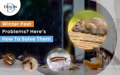 Winter Pest Problems? Here’s How to Solve Them