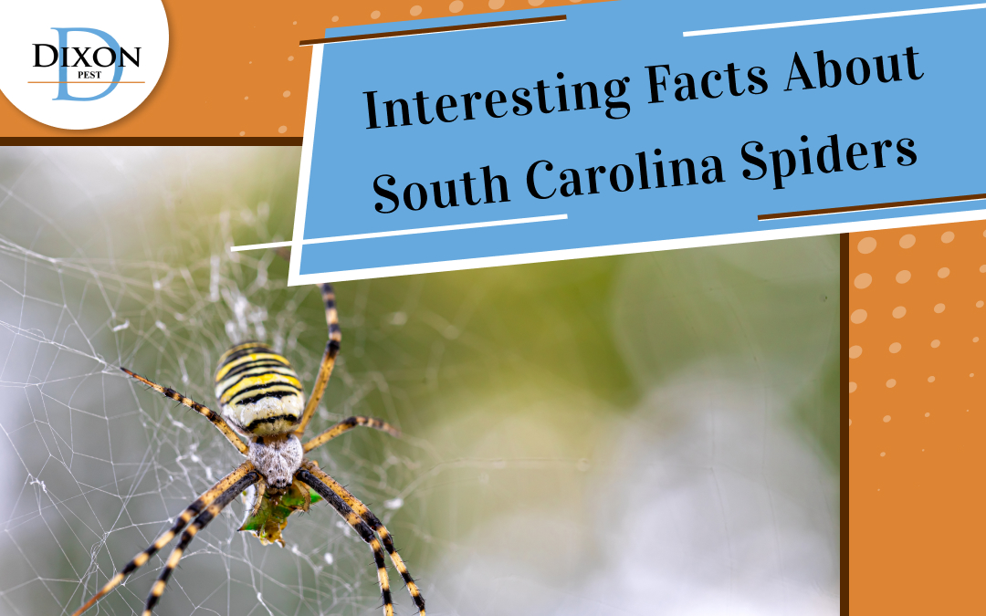 Interesting Facts About South Carolina Spiders