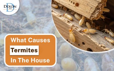 What Causes Termites in the House