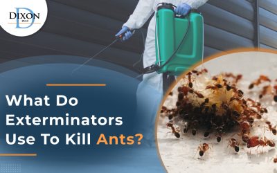 What Do Exterminators Use To Kill Ants?