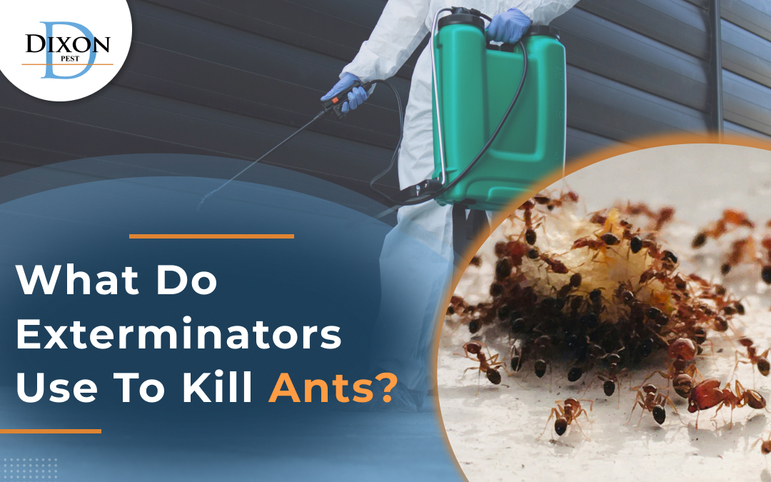 Ant Killer